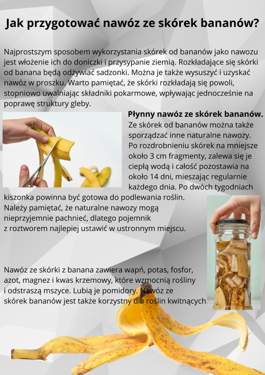   Najprostszym sposobem wykorzystania skórek od bananów jako nawozu      jest włożenie ich do doniczki i przysypanie ziemią. Rozkładające się skórki     od banana będą odżywiać sadzonki. Można je także wysuszyć i uzyskać     nawóz w proszku. Warto pamiętać, że skórki rozkładają się powoli,    stopniowo uwalniając składniki pokarmowe, wpływając jednocześnie na    poprawę struktury gleby.                                                                 Płynny nawóz ze skórek bananów.                                                                   Ze skórek od bananów można także                                                                                                 sporządzać inne naturalne nawozy.                                                                                Po rozdrobnieniu skórek na mniejsze                                                                     około 3 cm fragmenty, zalewa się je                                                                     ciepłą wodą i całość pozostawia na                                                                    około 14 dni, mieszając regularnie                                                                      każdego dnia. Po dwóch tygodniach    kiszonka powinna być gotowa do podlewania roślin.   Należy pamiętać, że naturalne nawozy mogą   nieprzyjemnie pachnieć, dlatego pojemnik    z roztworem najlepiej ustawić w ustronnym miejscu.      Nawóz ze skórki z banana zawiera wapń, potas, fosfor,   azot, magnez i kwas krzemowy, które wzmocnią rośliny   i odstraszą mszyce. Lubią je pomidory. Nawóz ze   skórek bananów jest także korzystny dla roślin kwitnących.