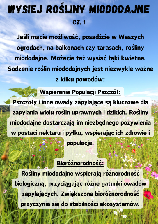 Wspieranie Populacji Pszczół: Pszczoły i inne owady zapylające są kluczowe dla zapylania wielu roślin uprawnych i dzikich. Rośliny miododajne dostarczają im niezbędnego pożywienia w postaci nektaru i pyłku, wspierając ich zdrowie i populacje.  Bioróżnorodność: Rośliny miododajne wspierają różnorodność biologiczną, przyciągając różne gatunki owadów zapylających. Zwiększona bioróżnorodność przyczynia się do stabilności ekosystemów. wysiej rośliny miododajne cz. 1 Jeśli macie możliwość, posadźcie w Waszych ogrodach, na balkonach czy tarasach, rośliny miododajne. Możecie też wysiać łąki kwietne. Sadzenie roślin miododajnych jest niezwykle ważne z kilku powodów: Wspieranie Populacji Pszczół: Pszczoły i inne owady zapylające są kluczowe dla zapylania wielu roślin uprawnych i dzikich. Rośliny miododajne dostarczają im niezbędnego pożywienia w postaci nektaru i pyłku, wspierając ich zdrowie i populacje.  Bioróżnorodność: Rośliny miododajne wspierają różnorodność biologiczną, przyciągając różne gatunki owadów zapylających. Zwiększona bioróżnorodność przyczynia się do stabilności ekosystemów.