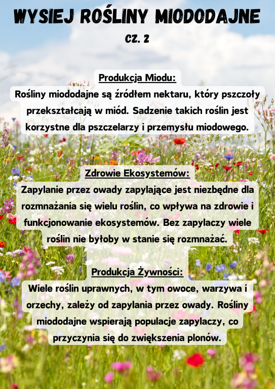 Produkcja Miodu: Rośliny miododajne są źródłem nektaru, który pszczoły przekształcają w miód. Sadzenie takich roślin jest korzystne dla pszczelarzy i przemysłu miodowego. Zdrowie Ekosystemów: Zapylanie przez owady zapylające jest niezbędne dla rozmnażania się wielu roślin, co wpływa na zdrowie i funkcjonowanie ekosystemów. Bez zapylaczy wiele roślin nie byłoby w stanie się rozmnażać.  Produkcja Żywności: Wiele roślin uprawnych, w tym owoce, warzywa i orzechy, zależy od zapylania przez owady. Rośliny miododajne wspierają populacje zapylaczy, co przyczynia się do zwiększenia plonów.