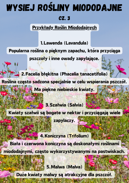 Przykłady Roślin Miododajnych  1.Lawenda (Lavandula) Popularna roślina o pięknym zapachu, która przyciąga pszczoły i inne owady zapylające.  2.Facelia błękitna (Phacelia tanacetifolia) Roślina często sadzona specjalnie w celu wspierania pszczół. Ma piękne niebieskie kwiaty.  3.Szałwia (Salvia) Kwiaty szałwii są bogate w nektar i przyciągają wiele zapylaczy.  4.Koniczyna (Trifolium) Biała i czerwona koniczyna są doskonałymi roślinami miododajnymi, często wykorzystywanymi na pastwiskach.  5.Malwa (Malva) Duże kwiaty malwy są atrakcyjne dla pszczół.