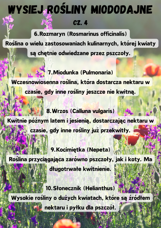 6.Rozmaryn (Rosmarinus officinalis) Roślina o wielu zastosowaniach kulinarnych, której kwiaty są chętnie odwiedzane przez pszczoły.  7.Miodunka (Pulmonaria) Wczesnowiosenna roślina, która dostarcza nektaru w czasie, gdy inne rośliny jeszcze nie kwitną.  8.Wrzos (Calluna vulgaris) Kwitnie późnym latem i jesienią, dostarczając nektaru w czasie, gdy inne rośliny już przekwitły.  9.Kocimiętka (Nepeta) Roślina przyciągająca zarówno pszczoły, jak i koty. Ma długotrwałe kwitnienie.  10.Słonecznik (Helianthus) Wysokie rośliny o dużych kwiatach, które są źródłem nektaru i pyłku dla pszczół.