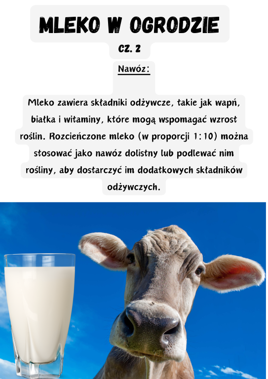 Nawóz:  Mleko zawiera składniki odżywcze, takie jak wapń, białka i witaminy, które mogą wspomagać wzrost roślin. Rozcieńczone mleko (w proporcji 1:10) można stosować jako nawóz dolistny lub podlewać nim rośliny, aby dostarczyć im dodatkowych składników odżywczych.