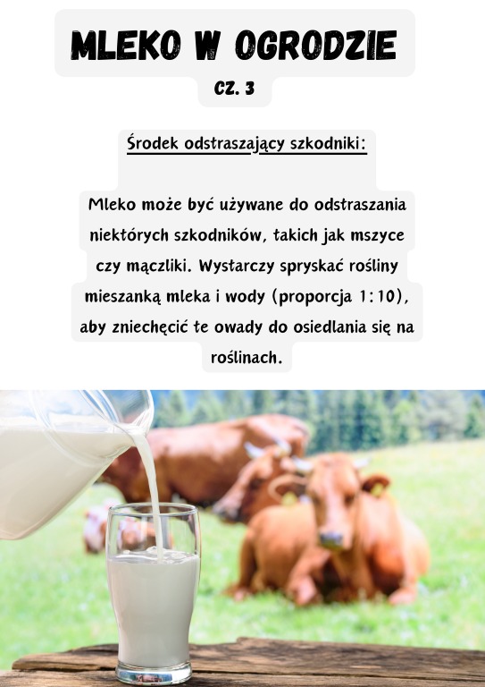 Środek odstraszający szkodniki:  Mleko może być używane do odstraszania niektórych szkodników, takich jak mszyce czy mączliki. Wystarczy spryskać rośliny mieszanką mleka i wody (proporcja 1:10), aby zniechęcić te owady do osiedlania się na roślinach.