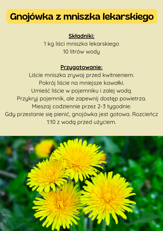 Gnojówka z mniszka lekarskiego Składniki: 1 kg liści mniszka lekarskiego 10 litrów wody  Przygotowanie: Liście mniszka zrywaj przed kwitnieniem. Pokrój liście na mniejsze kawałki. Umieść liście w pojemniku i zalej wodą. Przykryj pojemnik, ale zapewnij dostęp powietrza. Mieszaj codziennie przez 2-3 tygodnie. Gdy przestanie się pienić, gnojówka jest gotowa. Rozcieńcz 1:10 z wodą przed użyciem.