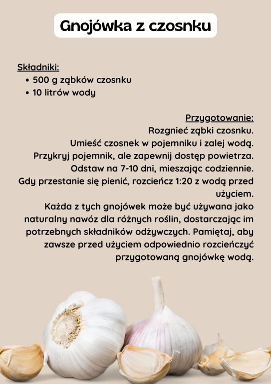 Gnojówka z czosnku  Składniki: 500 g ząbków czosnku 10 litrów wody  Przygotowanie: Rozgnieć ząbki czosnku. Umieść czosnek w pojemniku i zalej wodą. Przykryj pojemnik, ale zapewnij dostęp powietrza. Odstaw na 7-10 dni, mieszając codziennie. Gdy przestanie się pienić, rozcieńcz 1:20 z wodą przed użyciem. Każda z tych gnojówek może być używana jako naturalny nawóz dla różnych roślin, dostarczając im potrzebnych składników odżywczych. Pamiętaj, aby zawsze przed użyciem odpowiednio rozcieńczyć przygotowaną gnojówkę wodą.