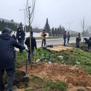 Grupa wolontariuszy z drugiego liceum ogólnokształcącego razem z opiekunem sadzą drzewa na pasie zieleni przy ulicy Transportowej.