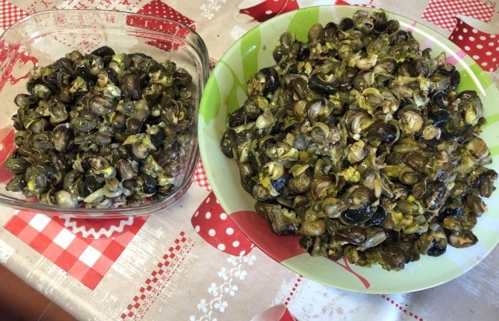 Zdjęcie przedstawia dwie duże miski stojące na stole ubranym ceratą. W miskach widać mnóstwo ślimaków winniczków przygotowanych do spożycia.